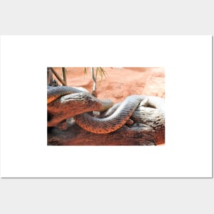 Inland Taipan Posters and Art